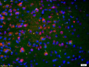 Anti-Neurokinin A Rabbit Polyclonal Antibody