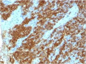 Immunohistochemical analysis of formalin-fixed, paraffin-embedded human tonsil using Anti-CD45RA Antibody [111-1C5]