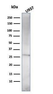 Western blot analysis of U937 cell lysate using Anti-Prolactin Antibody [PRL/2910]