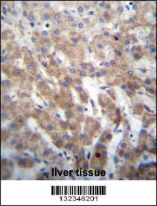 Anti-FGFRL1 Rabbit Polyclonal Antibody (Biotin)