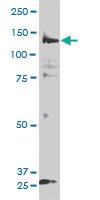 Anti-PIK3R4 Mouse Monoclonal Antibody [clone: 1D4]