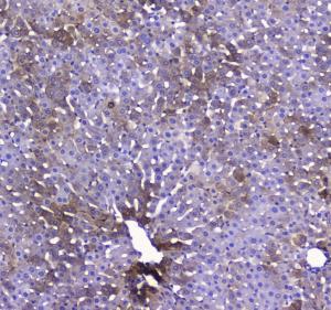 Anti-COX IV Polyclonal Antibody