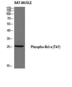 Western blot analysis of rat muscle using Anti-BCL-XL (phospho Thr47) Antibody