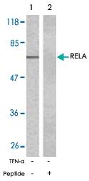 Anti-RELA Rabbit Polyclonal Antibody