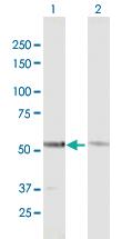 Anti-GTF2E1 Mouse Polyclonal Antibody