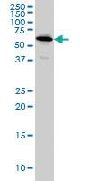 Anti-NDOR1 Mouse Monoclonal Antibody [clone: 3A11]