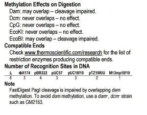 FERMFD1284 - ENZYME FD PAGI 50µL (50RXN)