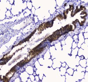 Anti-COX IV Polyclonal Antibody