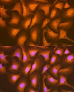 Immunofluorescence analysis of U-2 OS cells using Anti-HSPA2 Antibody [ARC1415] (A9952) at a dilution of 1:100 (40X lens). DAPI was used to stain the cell nuclei (blue)