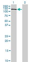 Anti-PIK3R4 Mouse Monoclonal Antibody [clone: 1D4]