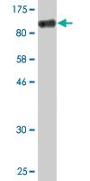 Anti-USO1 Mouse Monoclonal Antibody [clone: 3F4]