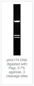 FERMER1281 - ENZYME PAGI 400 UNITS