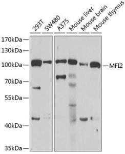 Antibody anti-MFI2 100 µl