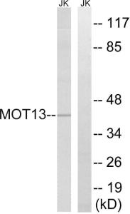 Antibody anti-MOT13 100 µg