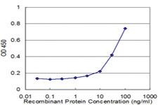 Anti-PAFAH1B3 Mouse Monoclonal Antibody [clone: 3G6]