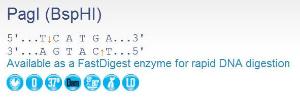 FERMER1281 - ENZYME PAGI 400 UNITS