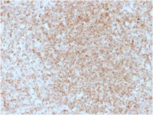 Immunohistochemical analysis of formalin-fixed, paraffin-embedded human spleen using Anti-CD137 Antibody [4-1BB/3201]