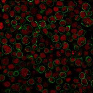 Immunofluorescent analysis of paraformaldehyde fixed Raji cells stained with Anti-CD45RA Antibody [111-1C5] followed by Goat Anti-Mouse IgG (CF&#174; 488) (Green). Counterstain is Phalloidin (Red)