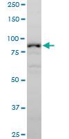 Anti-NLGN1 Mouse Polyclonal Antibody