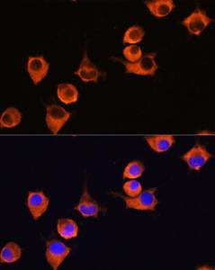 Antibody anti-MFI2 100 µl