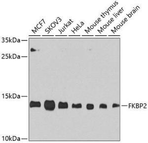 Antibody A305453-100 100 µl