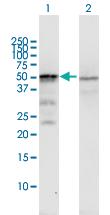 Anti-ST13 Mouse Polyclonal Antibody