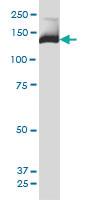 Anti-PIK3R4 Mouse Monoclonal Antibody [clone: 1B5]