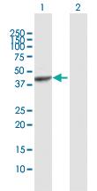 Anti-PAFAH2 Rabbit Polyclonal Antibody