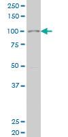 Anti-SIX4 Mouse Monoclonal Antibody [clone: 3B8]