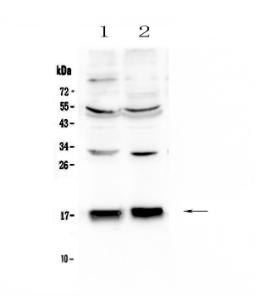 Anti-COX IV Polyclonal Antibody