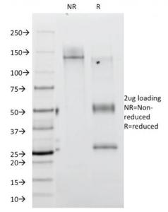 SDS-PAGE analysis of Anti-CD45RA Antibody [111-1C5] under non-reduced and reduced conditions; showing intact IgG and intact heavy and light chains, respectively. SDS-PAGE analysis confirms the integrity and purity of the antibody