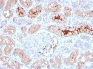 Immunohistochemical analysis of formalin-fixed, paraffin-embedded human kidney using Anti-FGF23 Antibody [FGF23/4166]