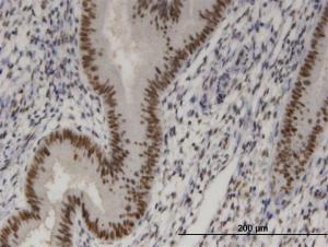 Anti-SIX4 Mouse Monoclonal Antibody [clone: 3B8]