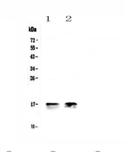 Anti-COX IV Polyclonal Antibody