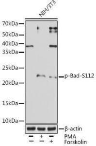 Western blot analysis of extracts of NIH/3T3 cells, using Anti-Bad (phospho Ser112) Antibody [ARC1555] (A309287) at 1:1,000 dilution