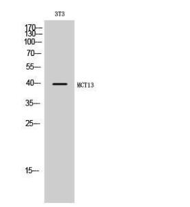 Antibody anti-MOT13 100 µg