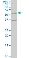 Anti-NDOR1 Mouse Monoclonal Antibody [clone: 3A11]