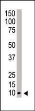 Anti-NEDD8 Rabbit Polyclonal Antibody (Biotin)