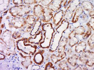 Anti-CASP10 Rabbit Polyclonal Antibody