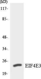 Western blot analysis of the lysates from HepG2 cells using Anti-EIF4E3 Antibody