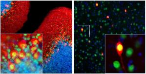 Anti-Calbindin Mouse Monoclonal Antibody [clone: 4H7]