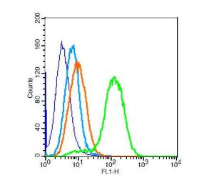 Anti-CNN1 Rabbit Polyclonal Antibody