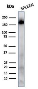 Western blot analysis of human spleen tissue lysate using Anti-CD45RA Antibody [111-1C5]