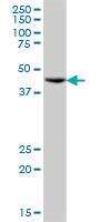 Anti-ST13 Mouse Polyclonal Antibody