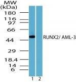 Anti-RUNX2 Rabbit Polyclonal Antibody