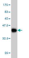 Anti-SYNJ2 Mouse Monoclonal Antibody [clone: 2H8]