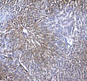 Anti-Regucalcin Polyclonal Antibody