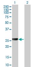 Anti-ARG1 Mouse Polyclonal Antibody