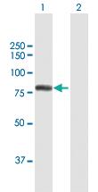 Anti-GTF2F1 Mouse Polyclonal Antibody