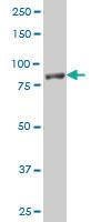 Anti-NLGN1 Mouse Polyclonal Antibody